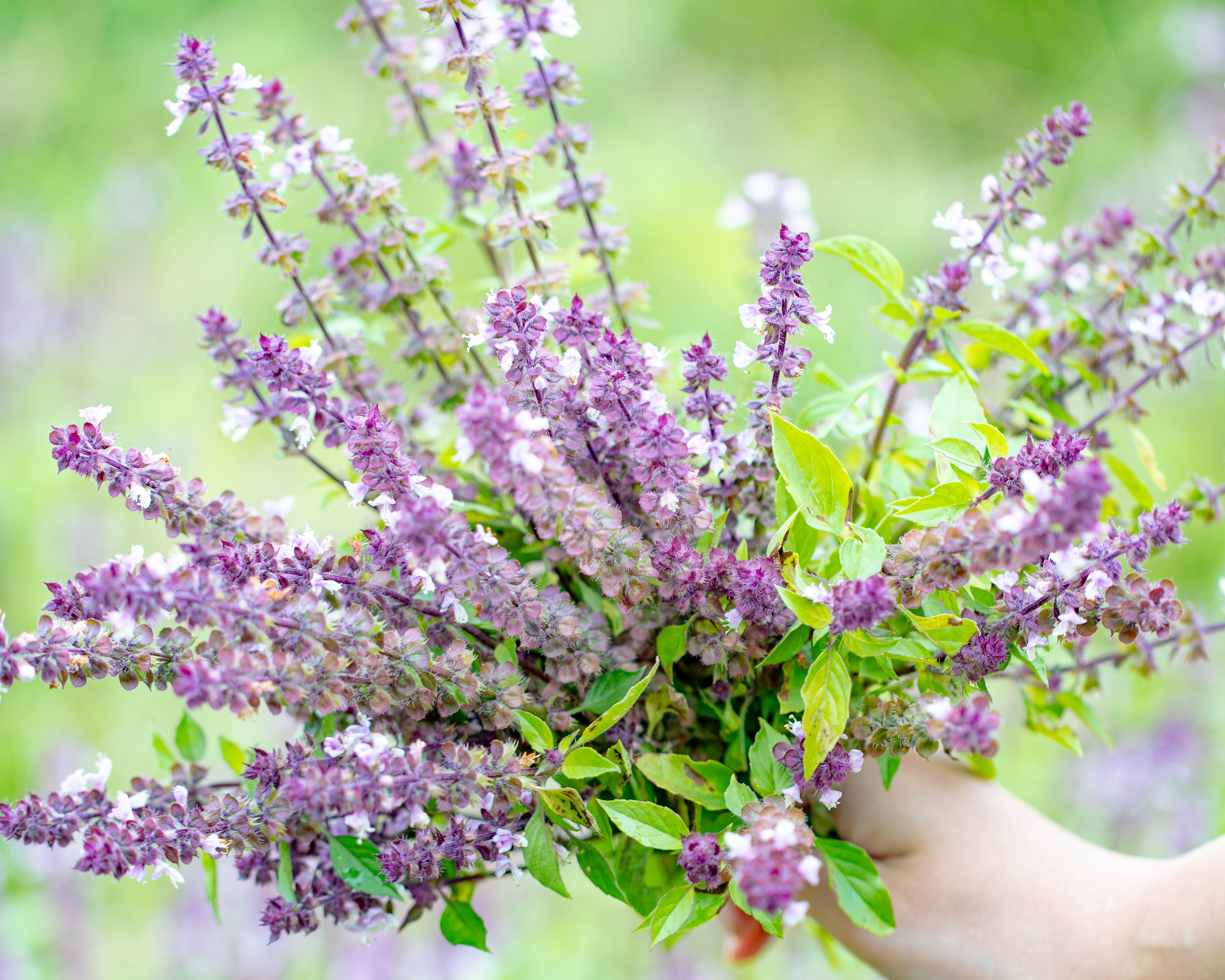 【予約販売/送料無料】ホーリーハーバルミスト2026