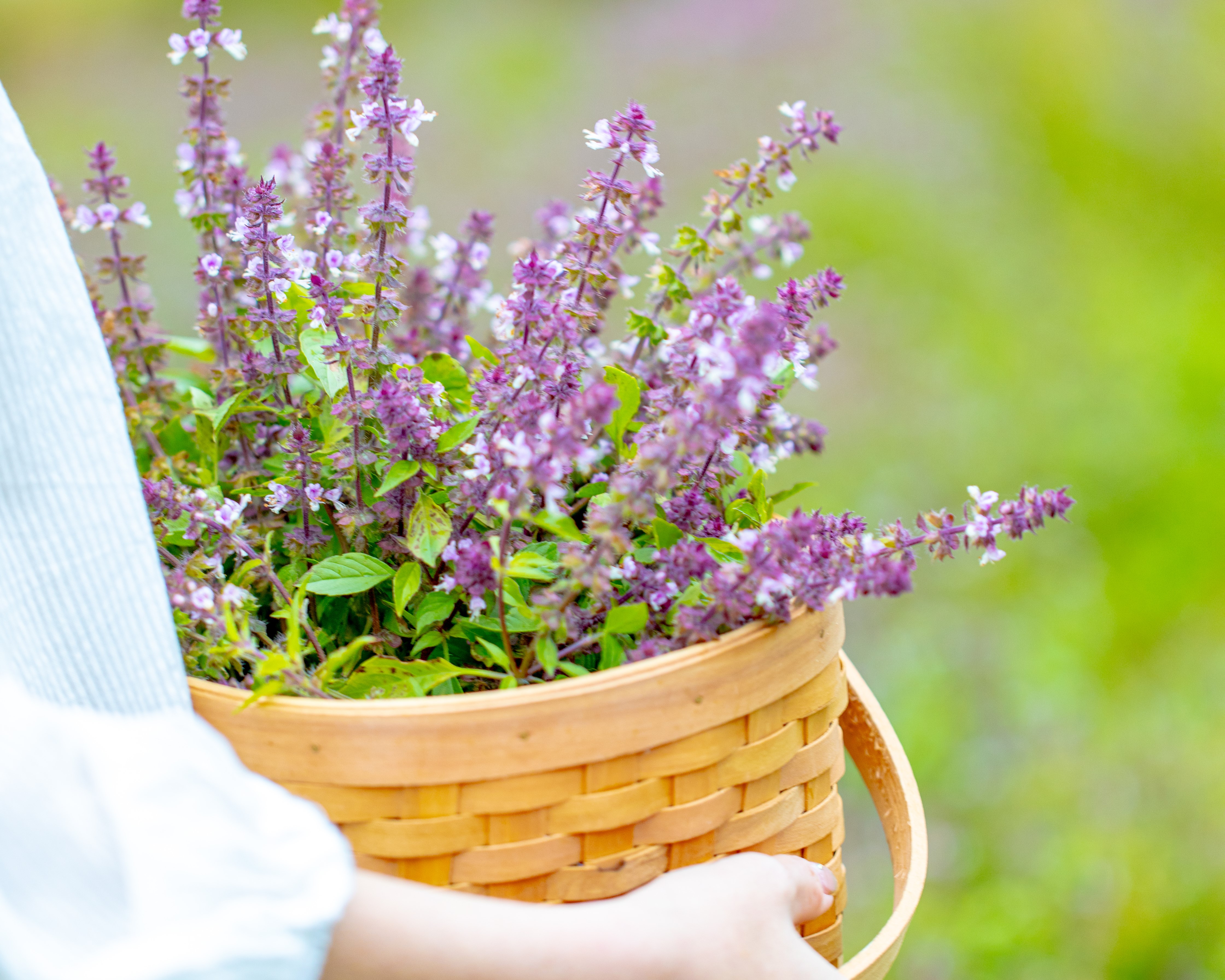 【予約販売/送料無料】ホーリーハーバルミスト2026