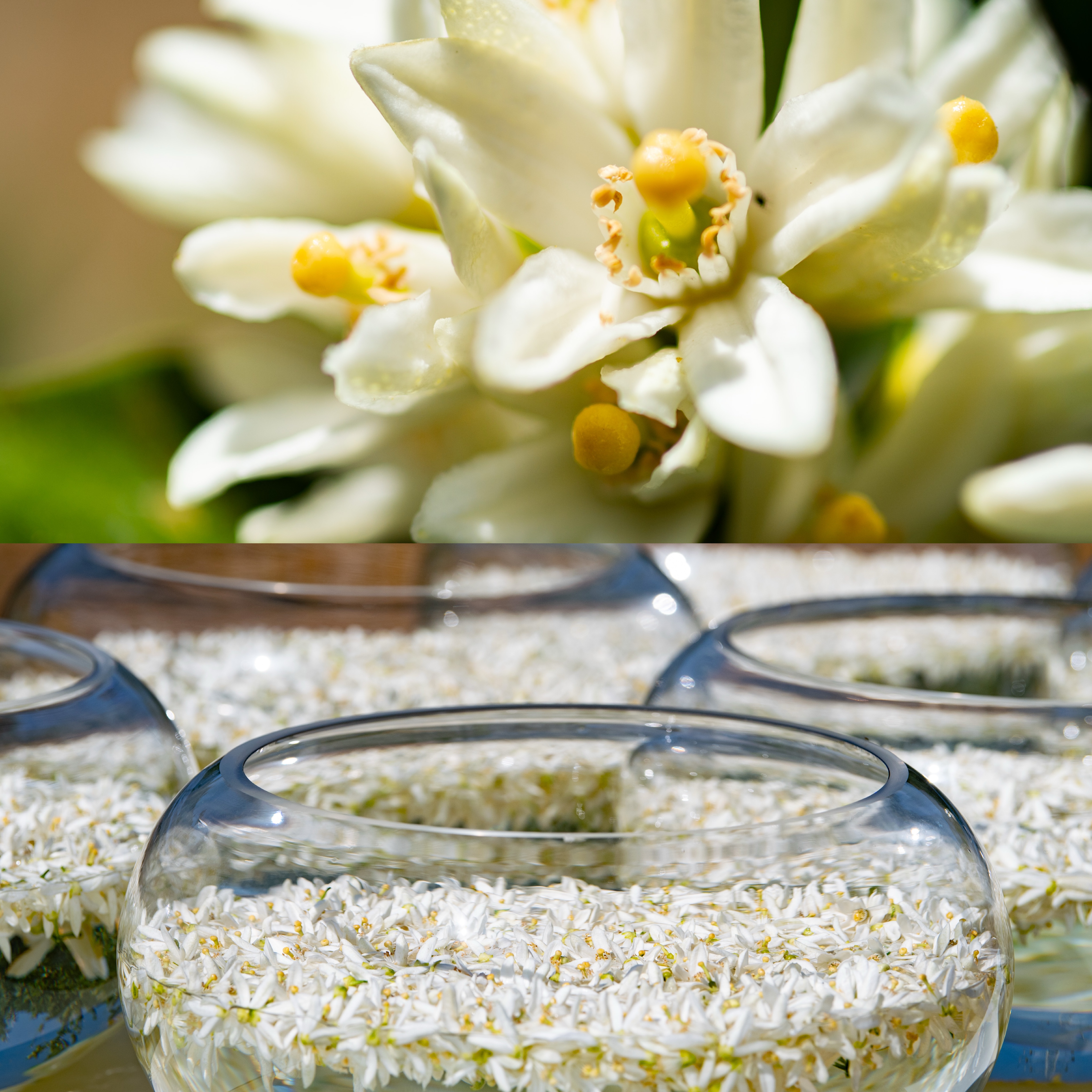 フラワークリーム（ネロリブロッサム）