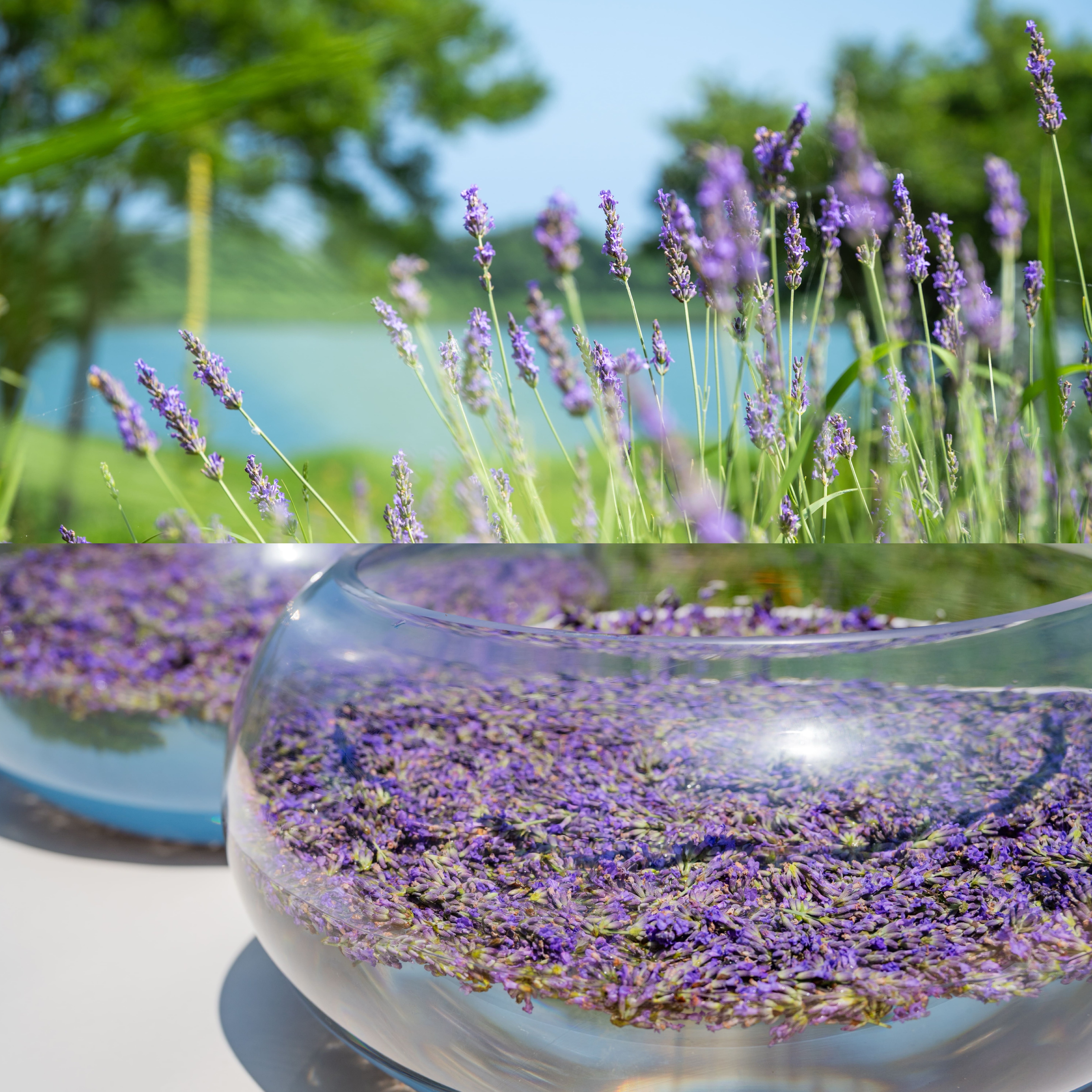 フラワークリーム（ドリームラヴァンド）