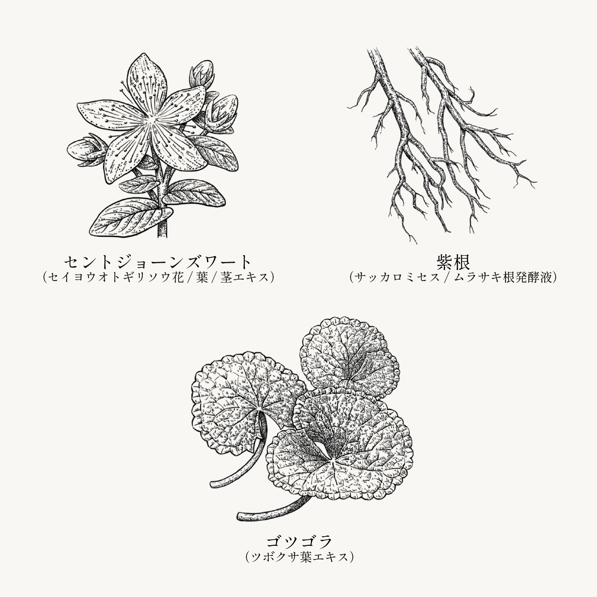 エンリッチビューティーセラム
