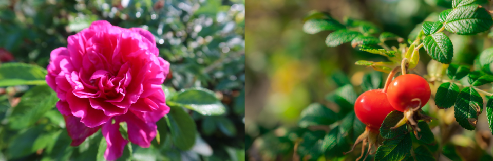 ブライトニングフェイスマスク ハマナス&ネロリ＜SHOGO SEKINE描きおろし限定BOX＞