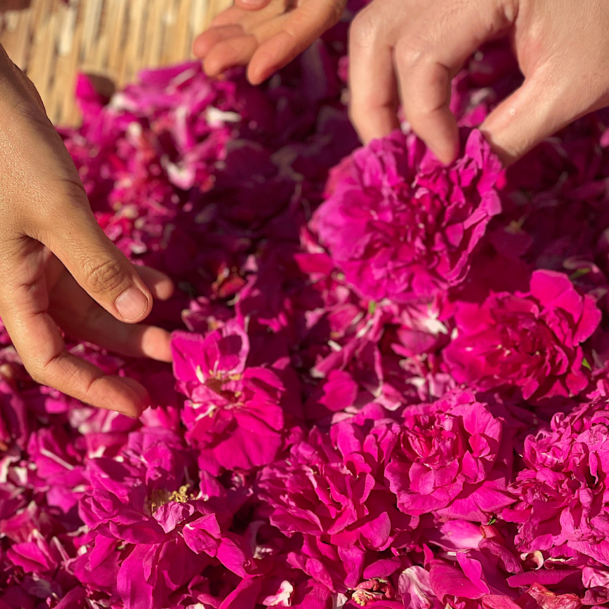 トライアルセット《送料無料》